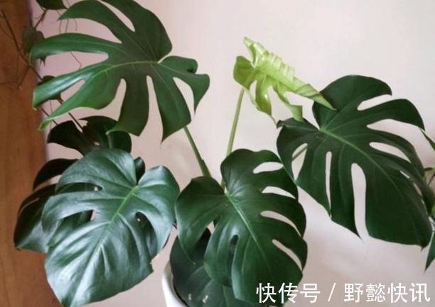 空气|净化空气室内盆栽这3款绿植,夜间不与人争氧,还促进睡眠