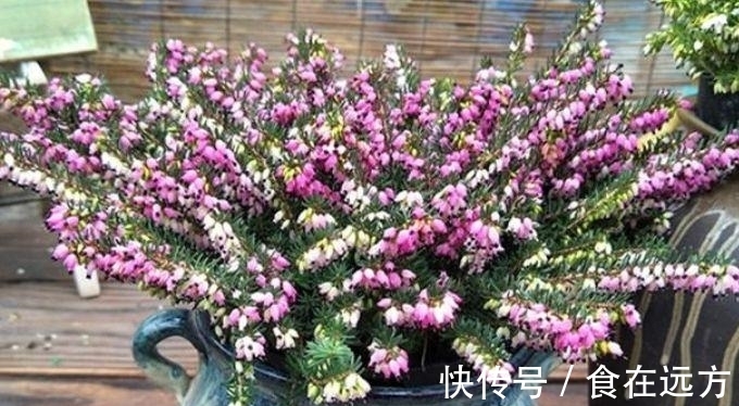 4种便宜花别小看,开花爆盆花期长,花大色艳真漂亮,谁养谁上瘾