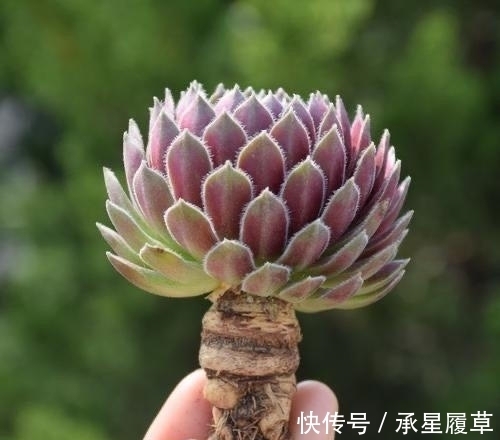 养不好5种多肉别灰心,不是技术问题,而是他们天生就爱徒长