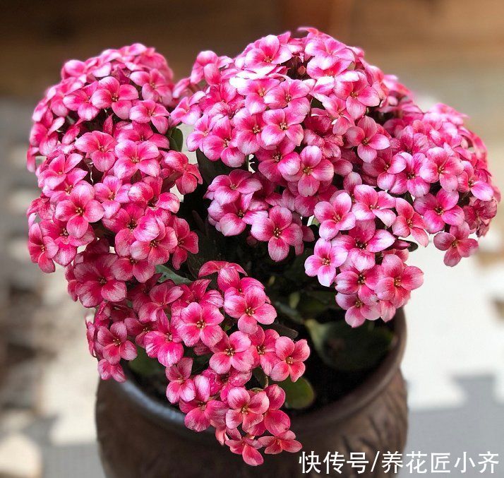 5种花不能浇水多，轻则不开花，重则会烂根，少浇水反而开得旺