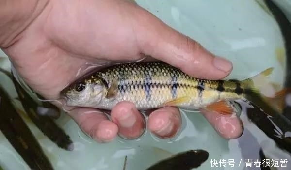 溪石斑,鱼体虽小价格昂贵,很多钓鱼人根本不懂如何垂钓!