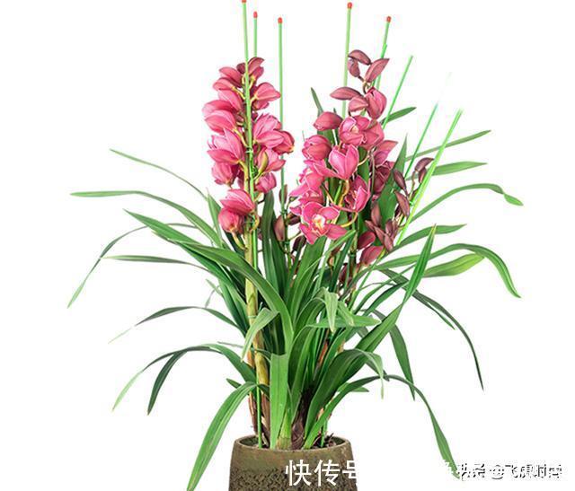 养殖|不管养兰花还是君子兰，只要弄明白这一点，咋养也长得好