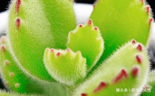 多肉熊童子怎么养教你盆栽熊童子的3个小妙招,肉嘟嘟的特可爱