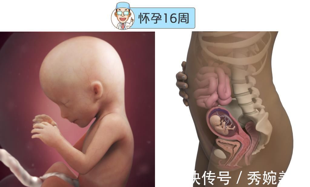 怀孕|最全的怀孕周期图鉴,感受从受精卵到婴儿的神奇变化!