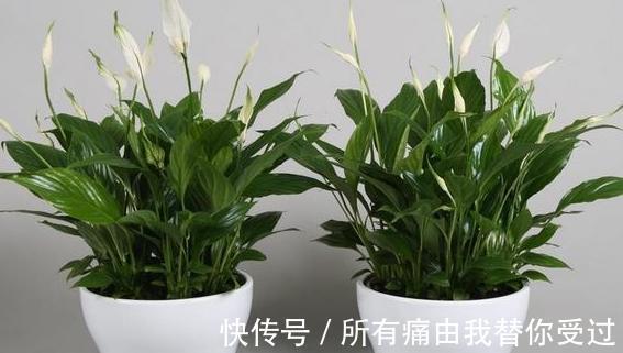 家庭养花摸清采光好与坏的区别,室内盆栽什么植物都没问题