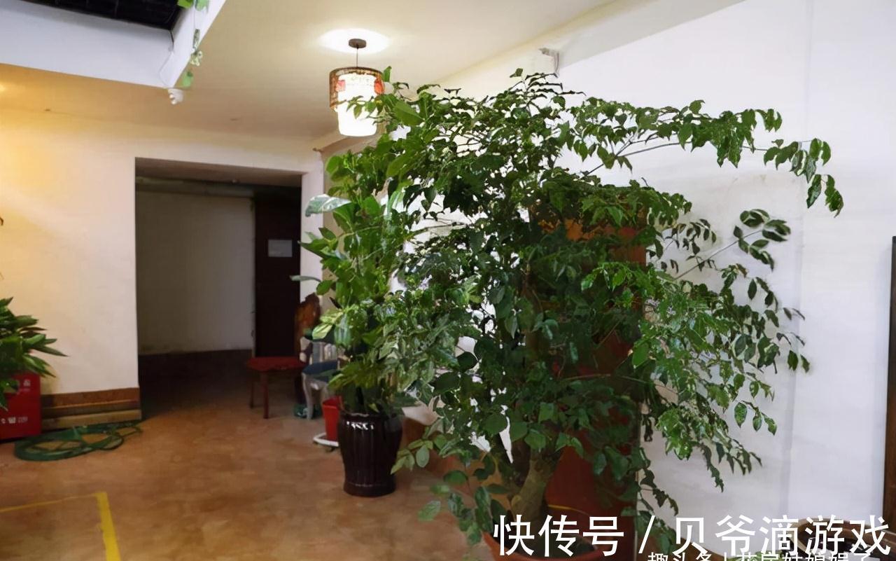 喜欢养花也不要忽视绿植的作用,室内选择这4种绿植养,美观大气