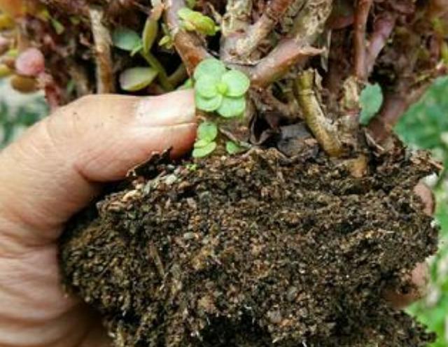 4种''路边垃圾''不简单,带回家处理好养花,啥肥料都不再缺了