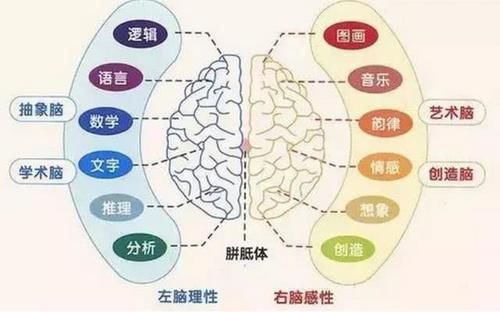 右脑|3-6岁是右脑开发黄金期,5个方法,给孩子一个“超强大脑”