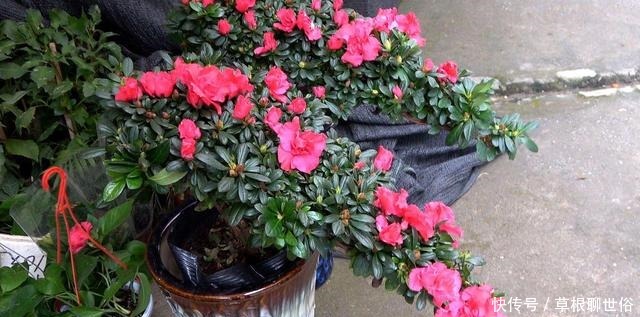 养杜鹃花的3个“技巧”,不掉叶不黄叶,绿油油,花越开越鲜艳