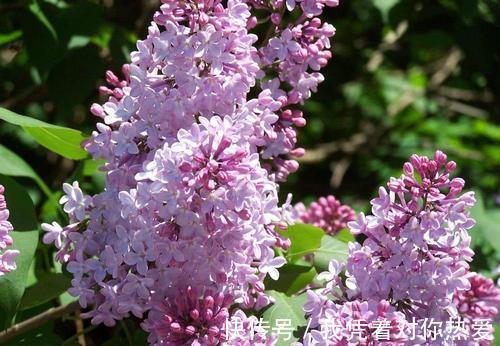 健康|3种花，再喜欢也别在室内养，会影响健康，家里养了赶紧搬出去