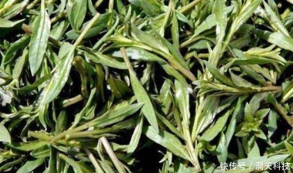 田地|农村田地里野菜,个个都是良药,农村人视而不见,城里人抢着吃