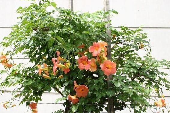 牡丹吊兰|家里再小，3种“吊盆花”也要养，花芽一钻上百朵，花开成“帘”