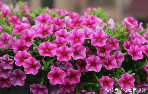 对待新手很友好的花卉,耐热又耐冷,四季都有花赏,满屋子飘香