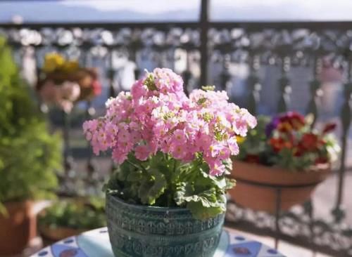  养花|自制肥水、腐叶土养花，既能多省钱又能养啥旺啥