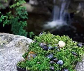 她把家里的破盘子改造成景观盆栽，不花一分钱