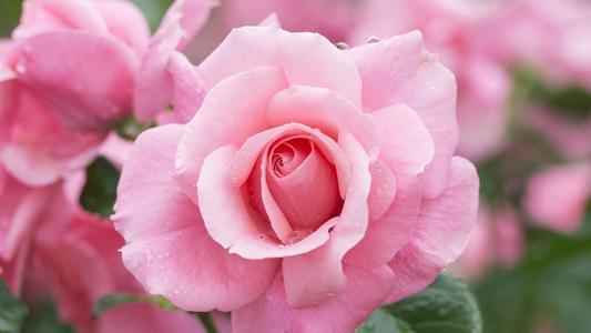 此花是花中帕夫洛娃,是圣神之花让人深深敬畏,高尚靓丽!