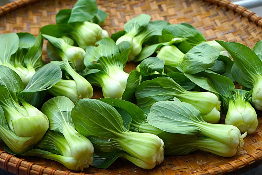  上海青|酸菜这样方法超简单，6天变酸，不易腐烂更加酸脆，自己腌够味道