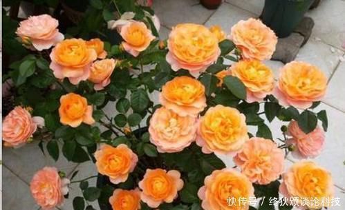 啤酒|什么淘米水、啤酒养花都不如这种水,给花喝一勺,叶子绿,花也多