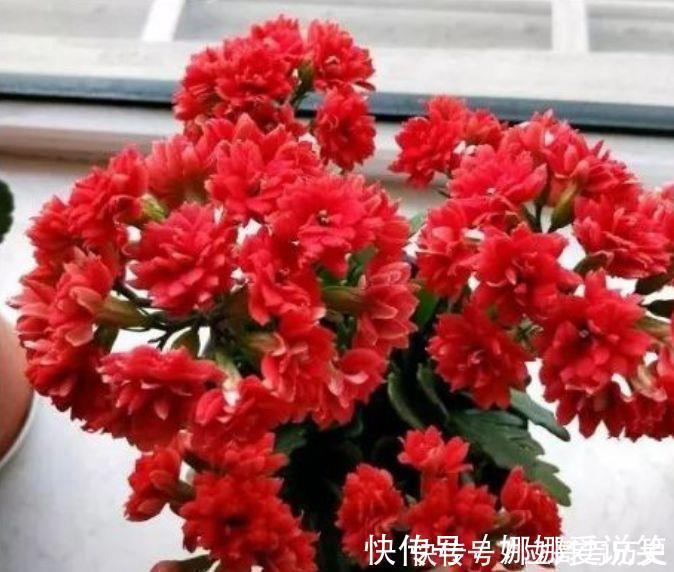 金边瑞香金边瑞香|家里就养4种花,沾土就活,开花多花期长,对待新手很友好