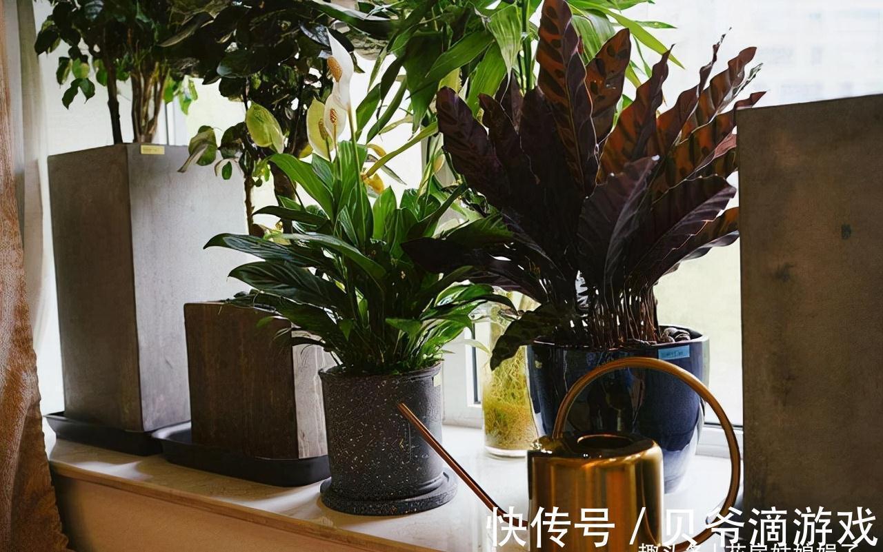 幸福树|喜欢养花也不要忽视绿植的作用,室内选择这4种绿植养,美观大气