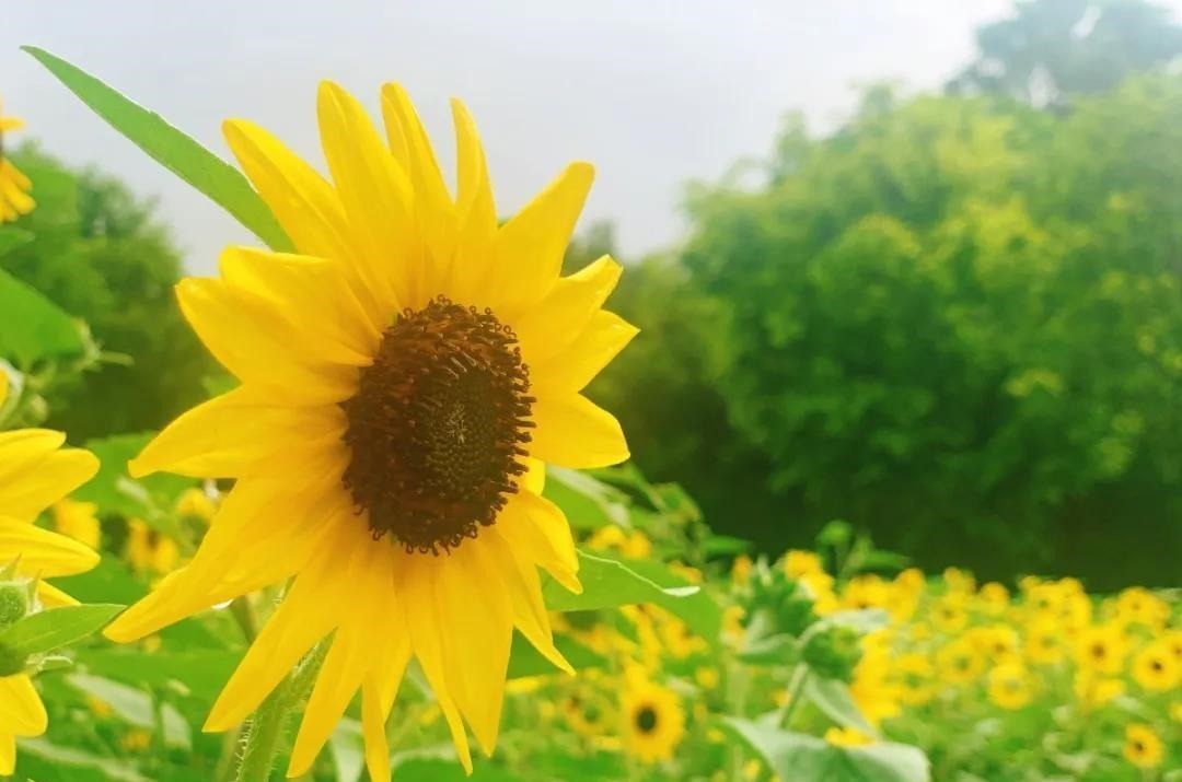 向日葵|在热闹的市中心，这片金黄灿烂的向日葵花海等你邂逅