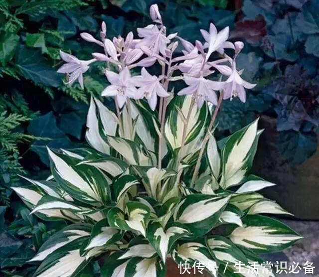 有小院子就养这4种花,花美、耐阴好养,种1棵,开花一大片!