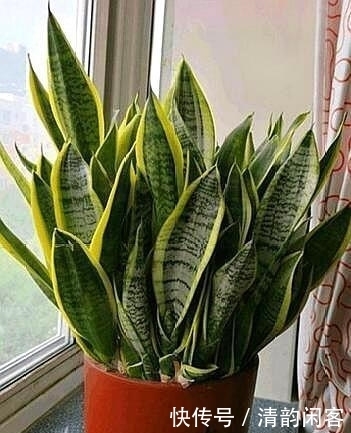 这个东西没人要,扔一点儿在盆里,让盆栽长势更好!