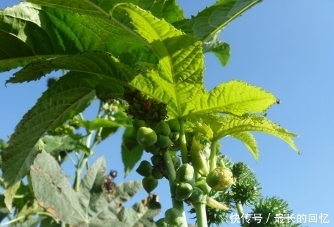 纯天然|农村此类野菜对身体好,教大家认识一下,你认识几种纯天然食物