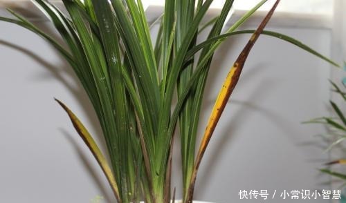 兰花喜阴、不喜光就“1点”误导了多少人,难怪兰花不开花!