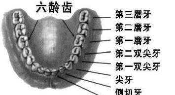 萌出|六龄齿可不是乳牙，萌发后终生不会换，换牙期的家长要注意了