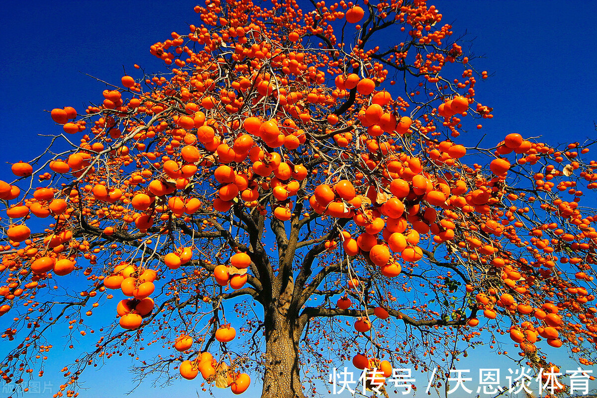 7种树“进宅”,旺财镇宅,延绵百年,家里有地方,一定养一棵