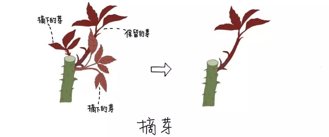 期待五月的月季花墙！如何让你的月季开到爆炸~