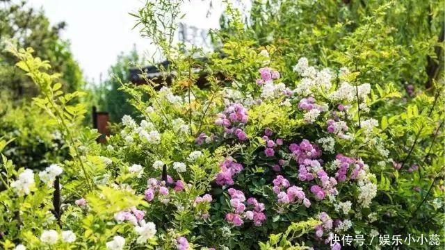 馨香|从五月开始，携一缕浅夏的芬芳，走进青州~