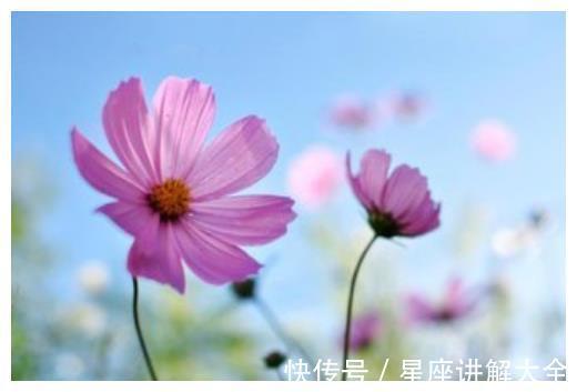 桃花|到了12月中旬，4属相吉星伴身，桃花朵朵，财源滚滚，日子红火