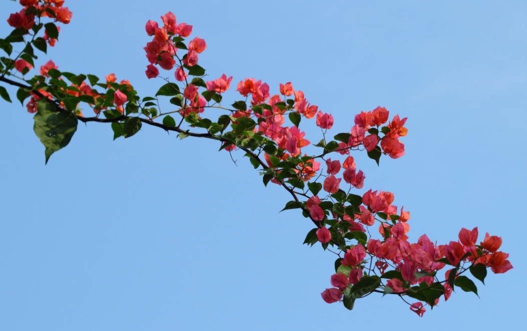 三角梅不开花用这六个小技巧，轻松解决只长叶子不开花