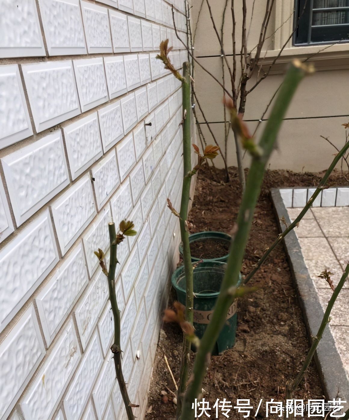 “鱼肠”喂月季，担心有苍蝇，老鼠？埋得深一点，丝毫不用担心