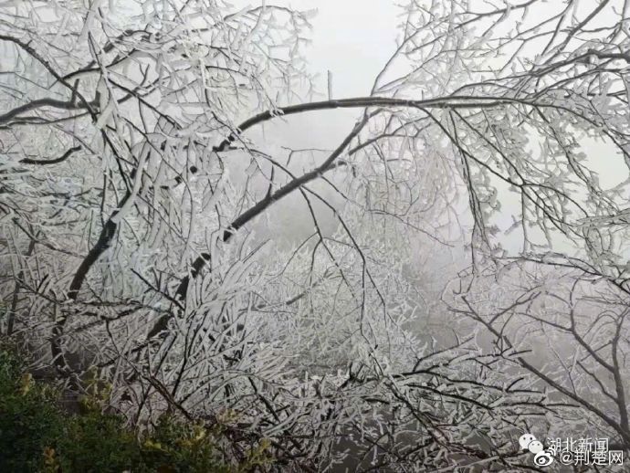 武当山|美！武当山现雾凇奇景