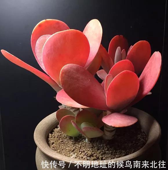 60种多肉图鉴及养护要点,1分钟学会,超全超实用!