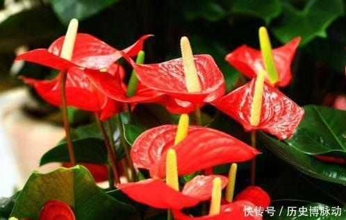 几款花卉花大色艳胜玫瑰，花色鲜艳夺目，花朵美艳迷人