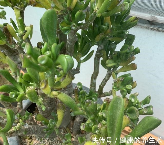 这花叫马蹄掌,也叫吸财树,寓意“招财进宝”,比多肉还好养!