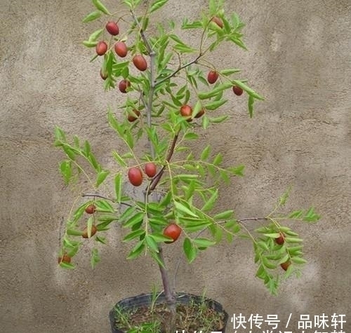 种树|院子里不要乱种树,这6种树不仅能添福旺宅,还能招财纳福