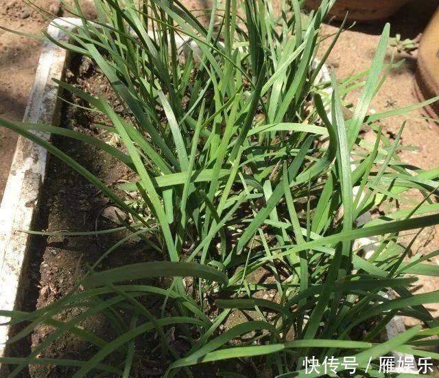 底脆皮软馅香的三鲜水煎包,这么做才好吃