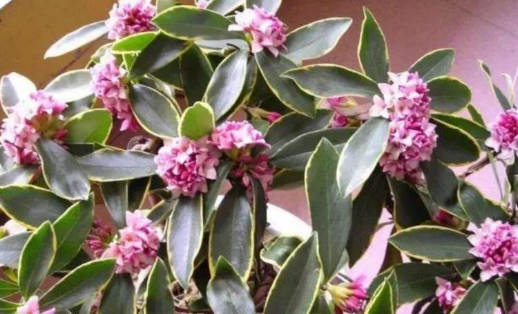 4种花香味十足,好远都能闻到”它“的香,名字也好听,尤其第2种
