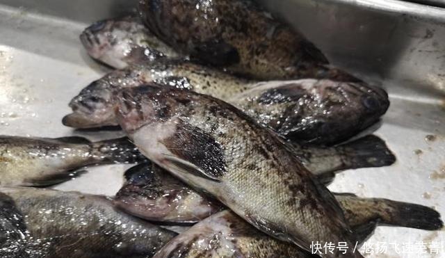 嫌弃|这鱼因长得丑被“嫌弃”，懂行的才会买，才8块钱1斤，比带鱼还鲜