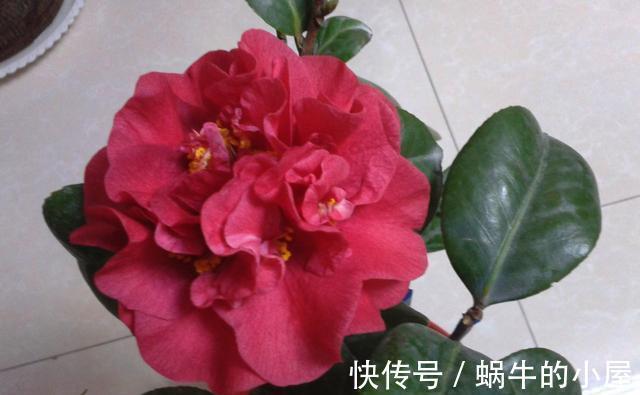 花期|盆栽茶花老是养不好,选择品种有技巧,试试以下经典的茶花品种