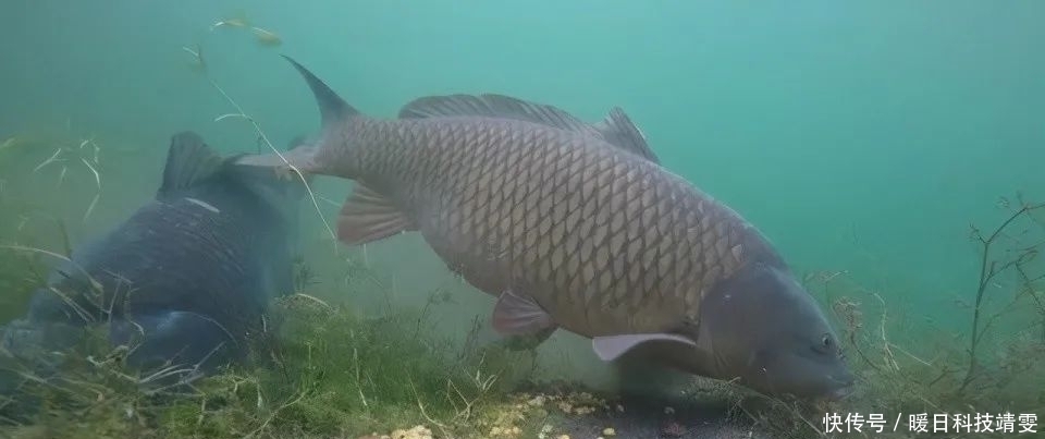 钓鲤鱼口滑不开口？试试这几招，只要有鲤鱼，不怕不开口