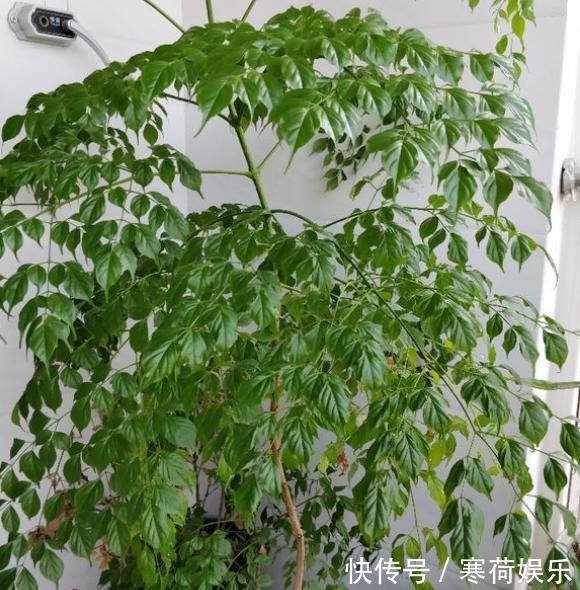 幸福树养护“小窍门”,2分钟学会,杜绝烂根黄叶,寓意幸福平安