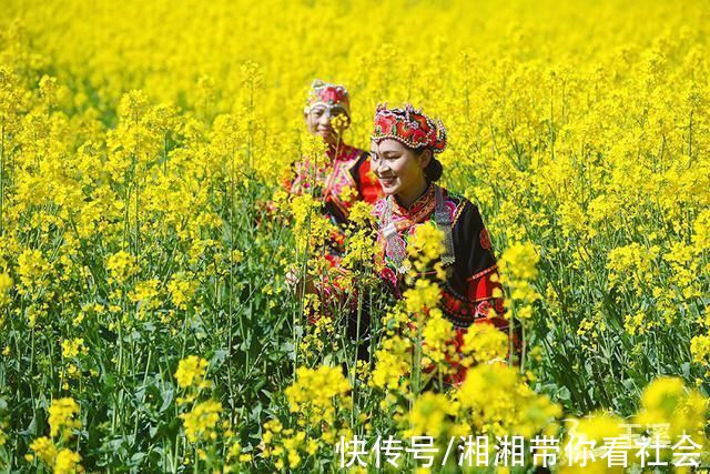 富良棚|玉溪:富良棚乡油菜花喜迎八方游客