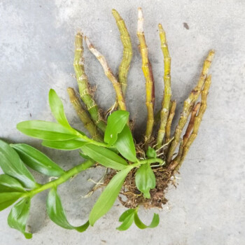 花卉市场“水深”里这四种花别买，买一盆死一盆，根本养不活！