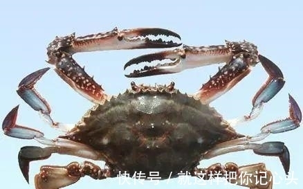 兰陵令#“蟹六跪而二螯” 荀子的数学是体育老师教的?